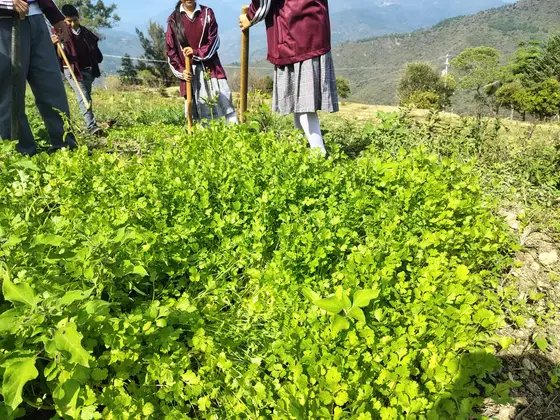 Estudiantes de la EST 95 trabajando en el campo agrícola de la escuela