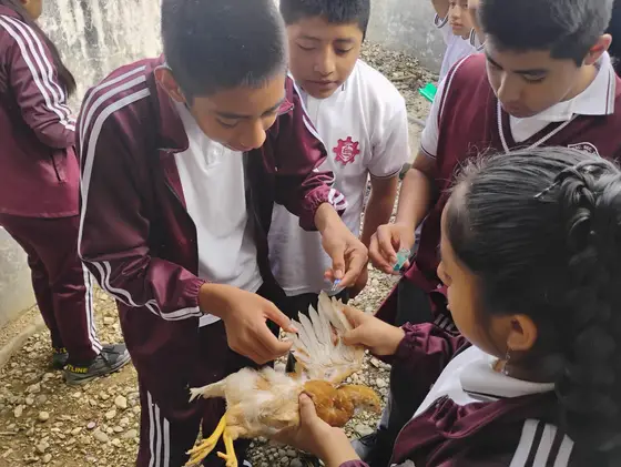 Estudiantes de la EST 95 en una práctica de la tecnología pecuaria